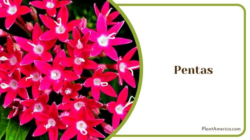 Butterfly Attracting Pentas Plant America