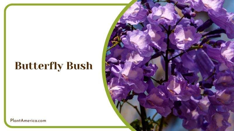 Butterfly Bush Adds Color Plant America Butterfly Bush Adds Color Plant America