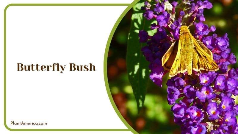 Butterfly Bush Blooms Plant America