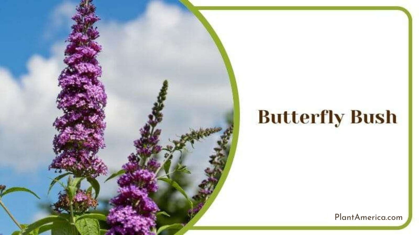 Butterfly Bush Plant America