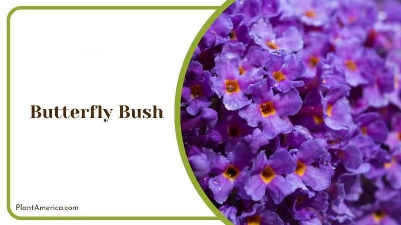 Butterfly Bush PlantAmerica