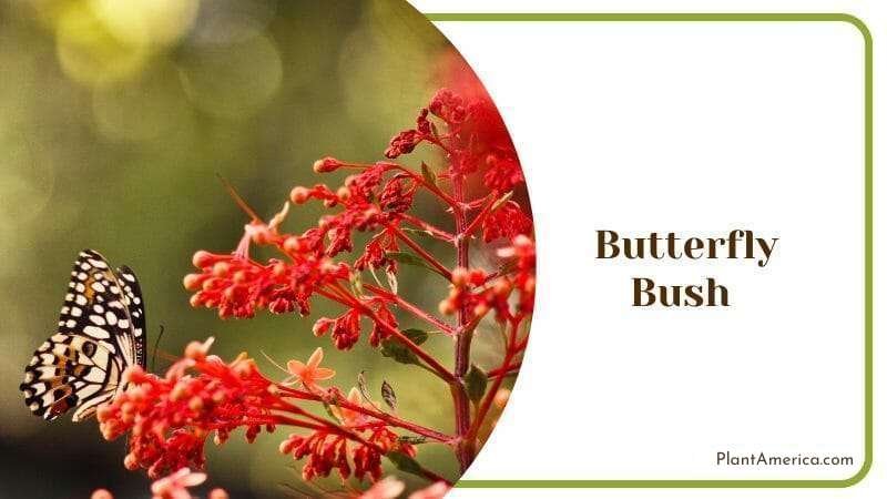Butterfly Bush leaves and butterfly Plant America