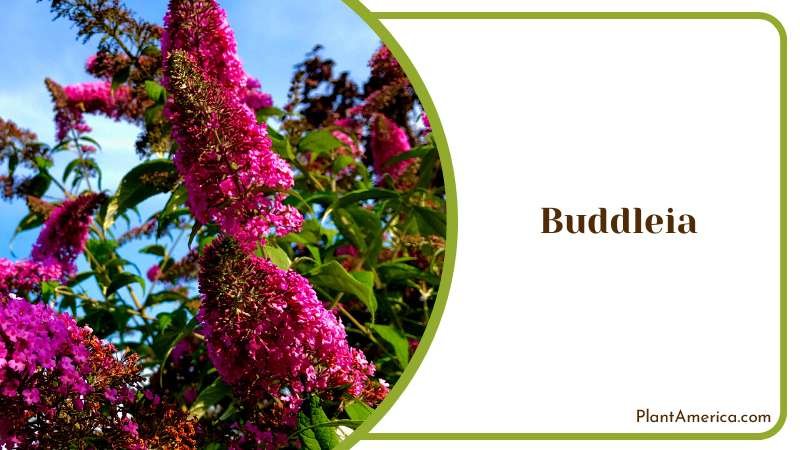 Butterfly Bush of Buddleia Flowers Plant America