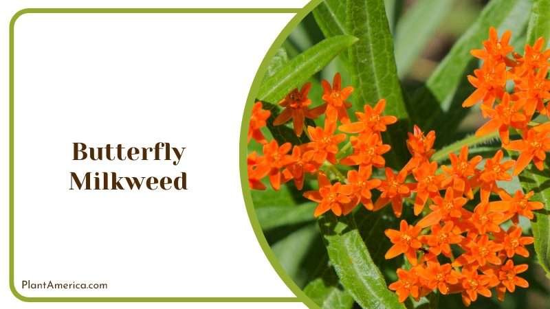 Butterfly Milkweed Growth Requirements PlantAmerica