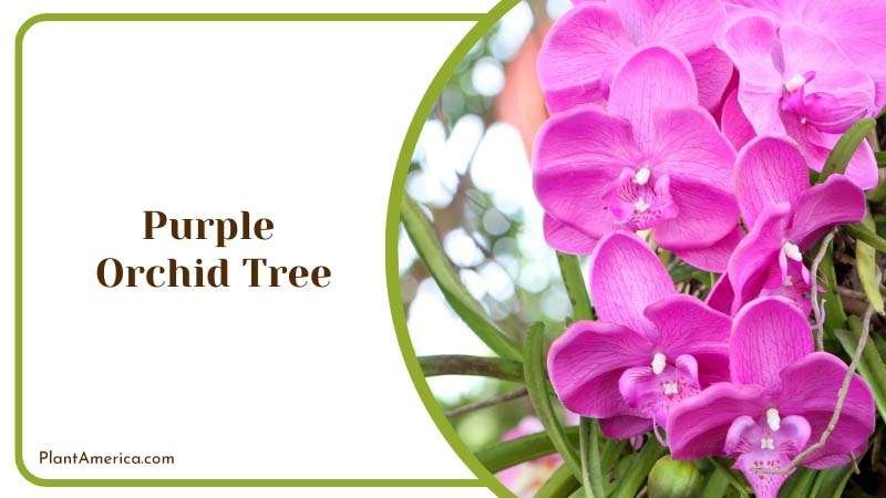 Butterfly Tree with Purple Flowers