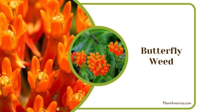 Butterfly Weed Attracts Pollinators Plant America Butterfly Weed Attracts Pollinators Plant America