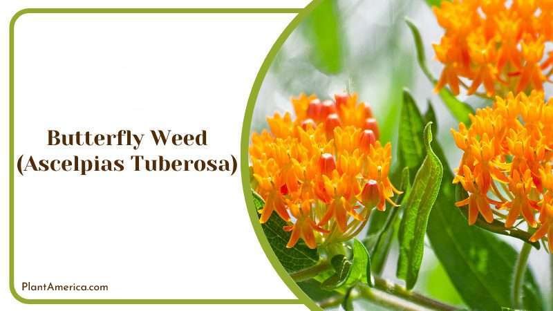Butterfly Weed Plant America