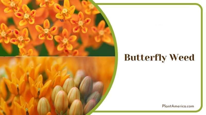 Butterfly Weed PlantAmerica