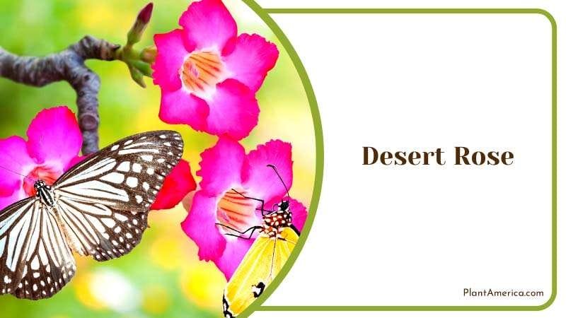 Butterfly on Desert Rose Plant America Butterfly on Desert Rose Plant America