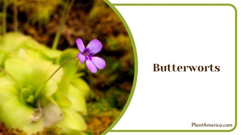 Butterworts Unique Carnivorous Plant Plant America Butterworts Unique Carnivorous Plant Plant America