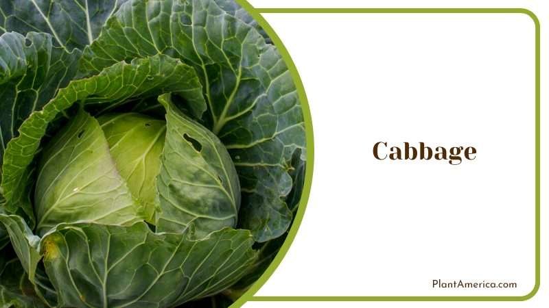 Cabbage Growing in Filed Plant America Cabbage Growing in Filed Plant America