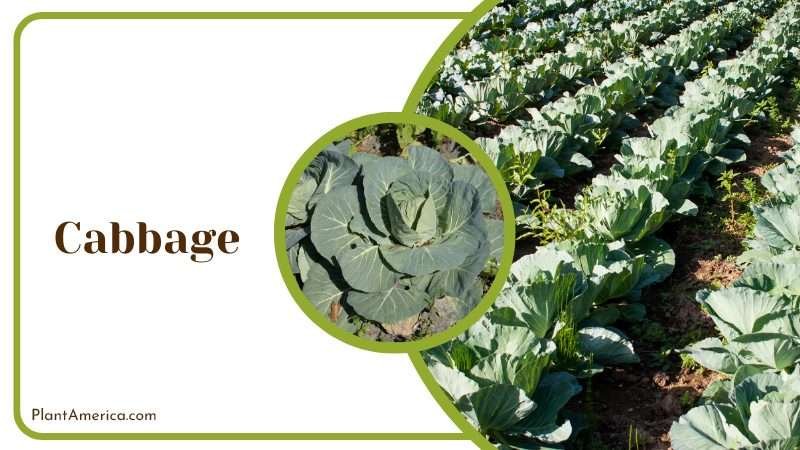 Cabbage Loves the sun Plant America Cabbage Loves the sun Plant America