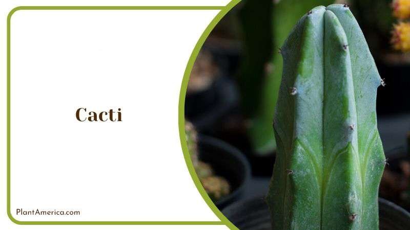 Cacti Plant America Cacti Plant America