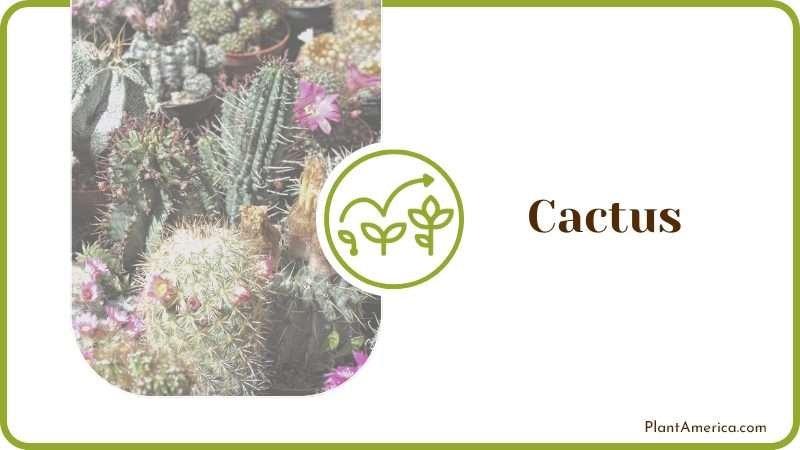 Cactus Plant America 1