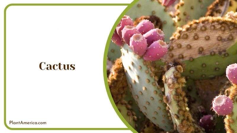 Cactus Plant America