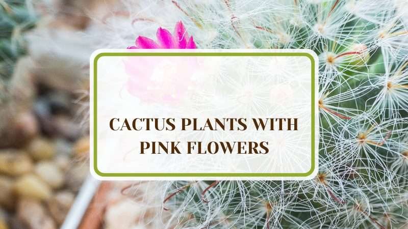 Cactus Plants With Pink Flowers Plant America 6 Cactus Plants With Pink Flowers: Stunning & Little Effort