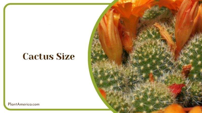 Cactus Size Plant America