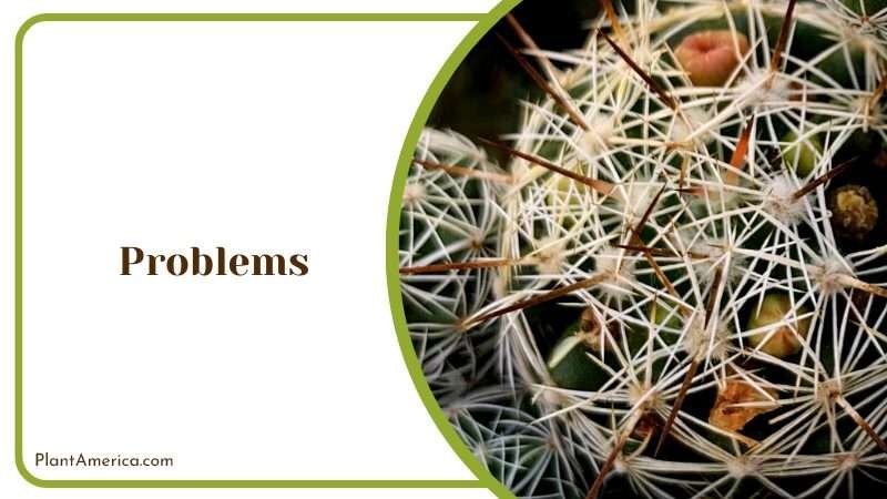 Cactus Varieties for Your Collection Plant America