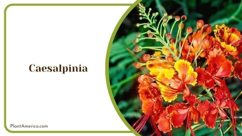 Caesalpinia Bowl Shaped Flowers Plant America