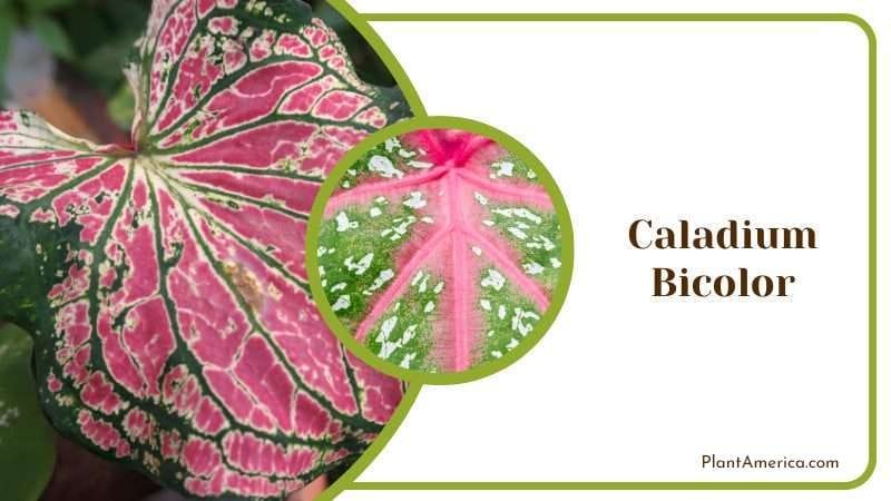 Caladium Bicolor PlantAmerica Caladium Bicolor PlantAmerica