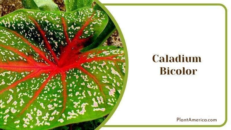 Caladium Bicolor Plants that Thrive in the Shade of the Garden Outdoor Flower PlantAmerica
