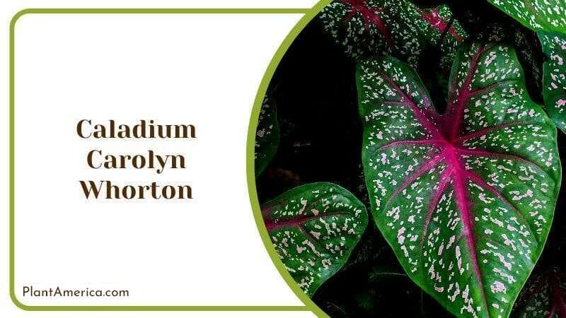 Caladium Carolyn Whorton Sun Tolerant Caladiums PlantAmerica