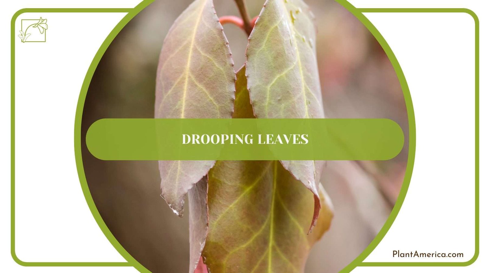Caladium Frog Drooping Leaves PlantAmerica Caladium Frog Drooping Leaves PlantAmerica