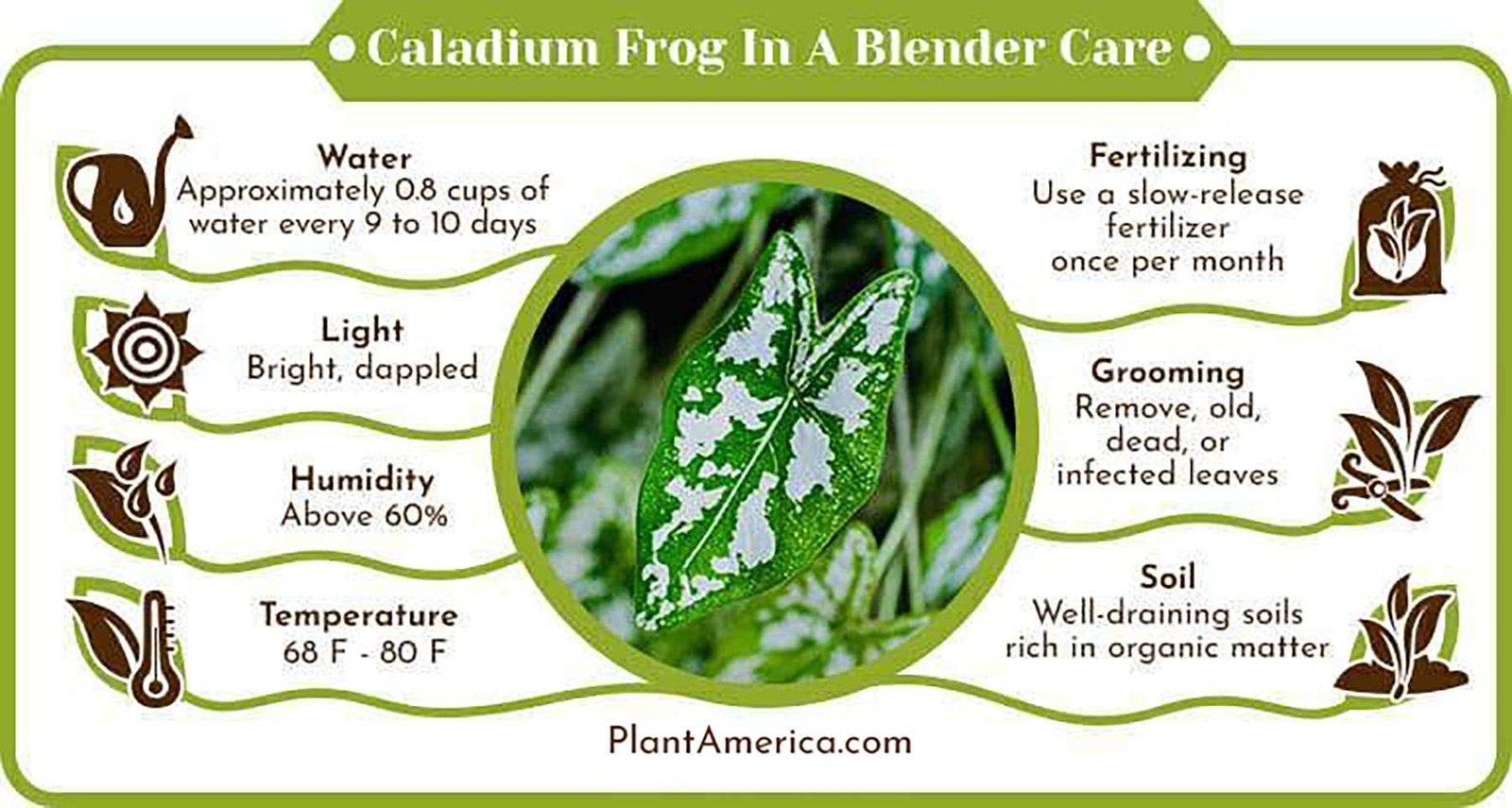 Caladium Frog In A Blender Care Infographic PlantAmerica Caladium Frog In a Blender Care: As Peculiar As Its Name