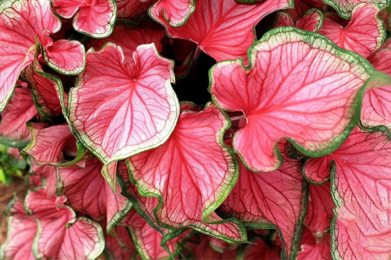 Caladium Plant America