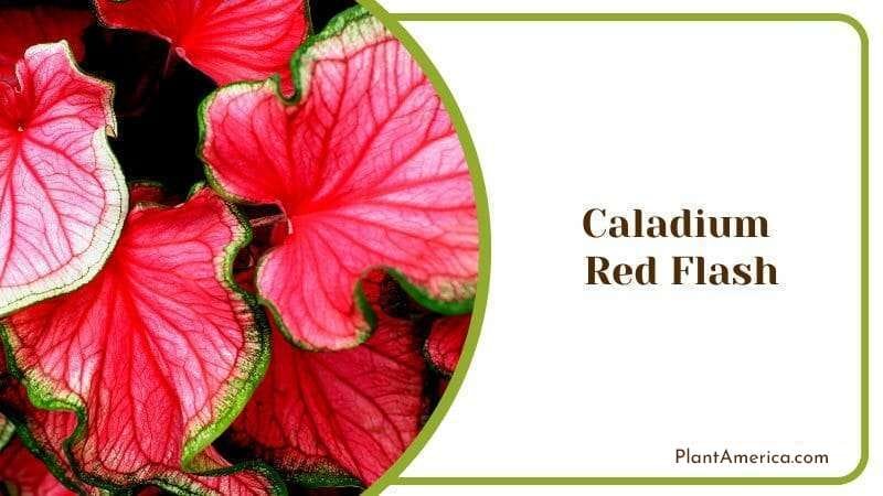 Caladium Red Flash Big Flower Leaves with Pink Accent for Yards and Gardens PlantAmerica