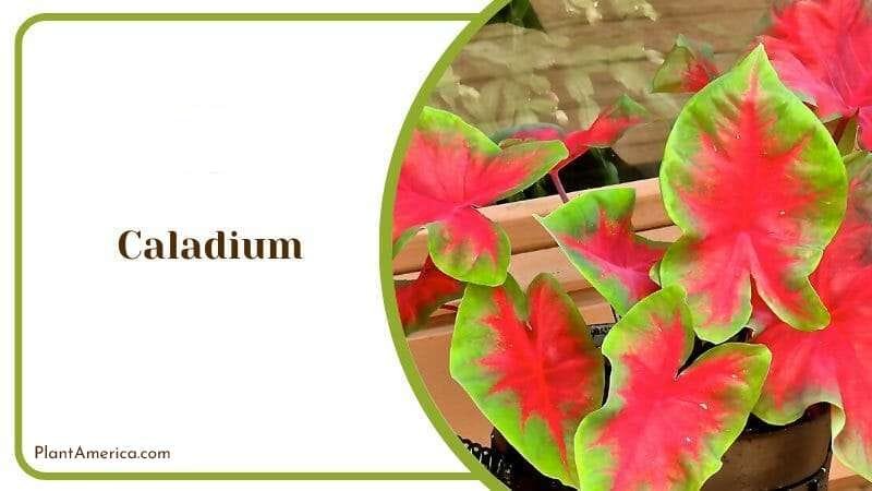 Caladium an Indoor Plant PlantAmerica