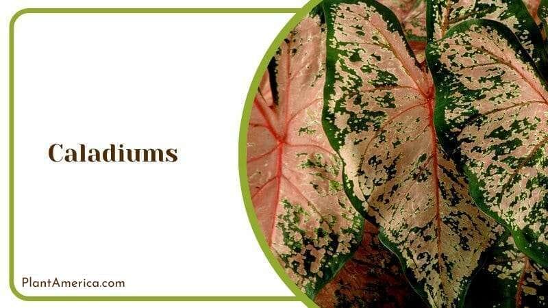 Caladiums with Distinct Vividly Colored Veins PlantAmerica