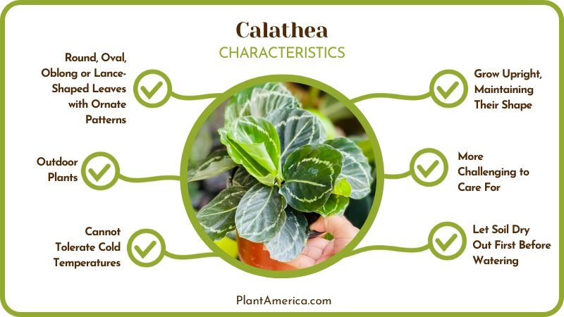 Calathea Characteristics ~ PlantAmerica