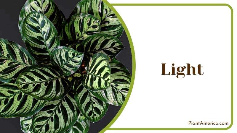 Calathea Makoyana Also Known as Peacock Plant ~ PlantAmerica