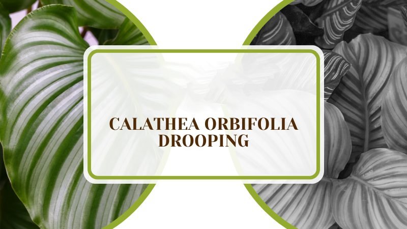 Calathea Orbifolia Drooping ~ PlantAmerica Calathea Orbifolia Drooping ~ PlantAmerica