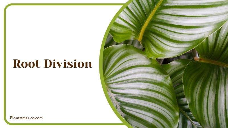 Calathea Vittata is easier to propagate ~ PlantAmerica