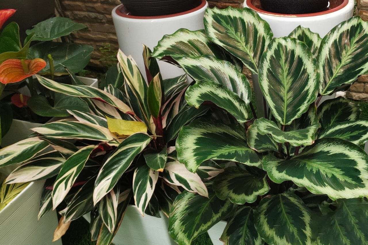 Calathea green Plant America Calathea green Plant America