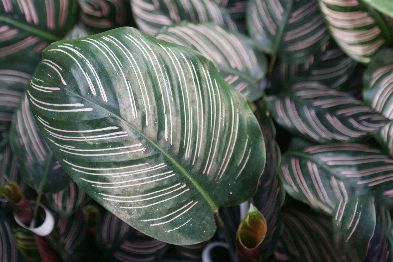 Calathea ornata Plant America