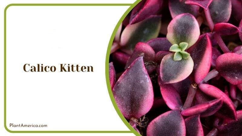 Calico Kitten Plant America