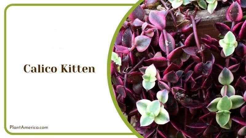 Calico Kitten PlantAmerica