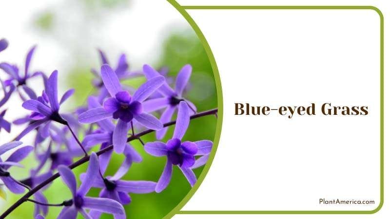 California Blue Eyed Grass in Bloom Plant America