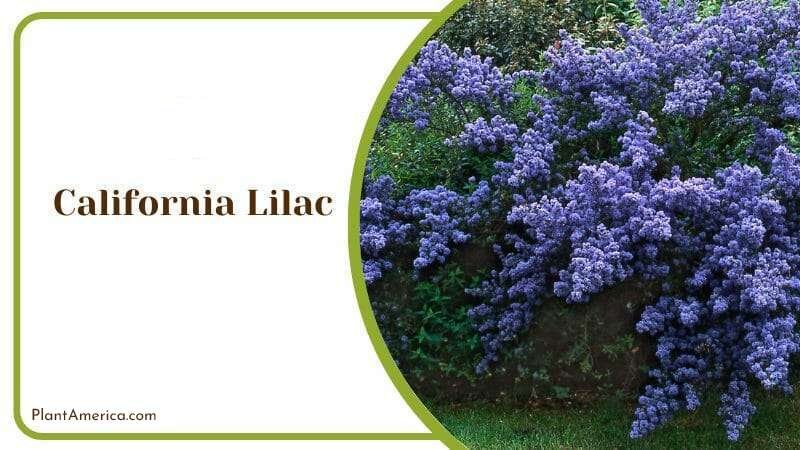 California Lilac Plant America