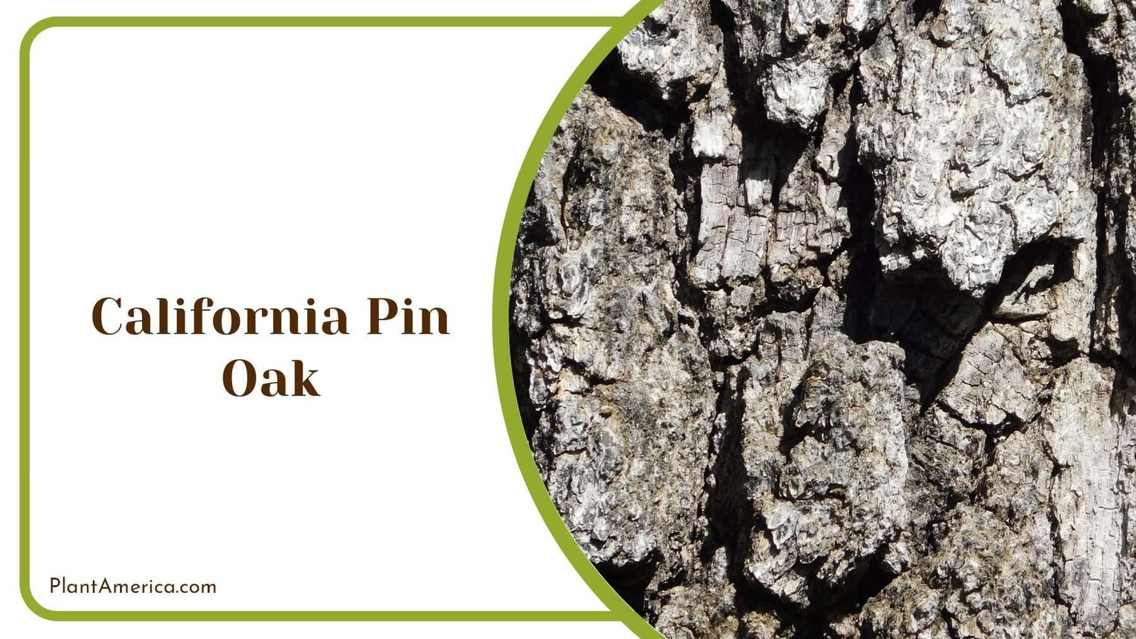 California Pin Oak Tree Bark Plant America
