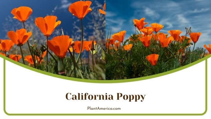California Poppy PlantAmerica