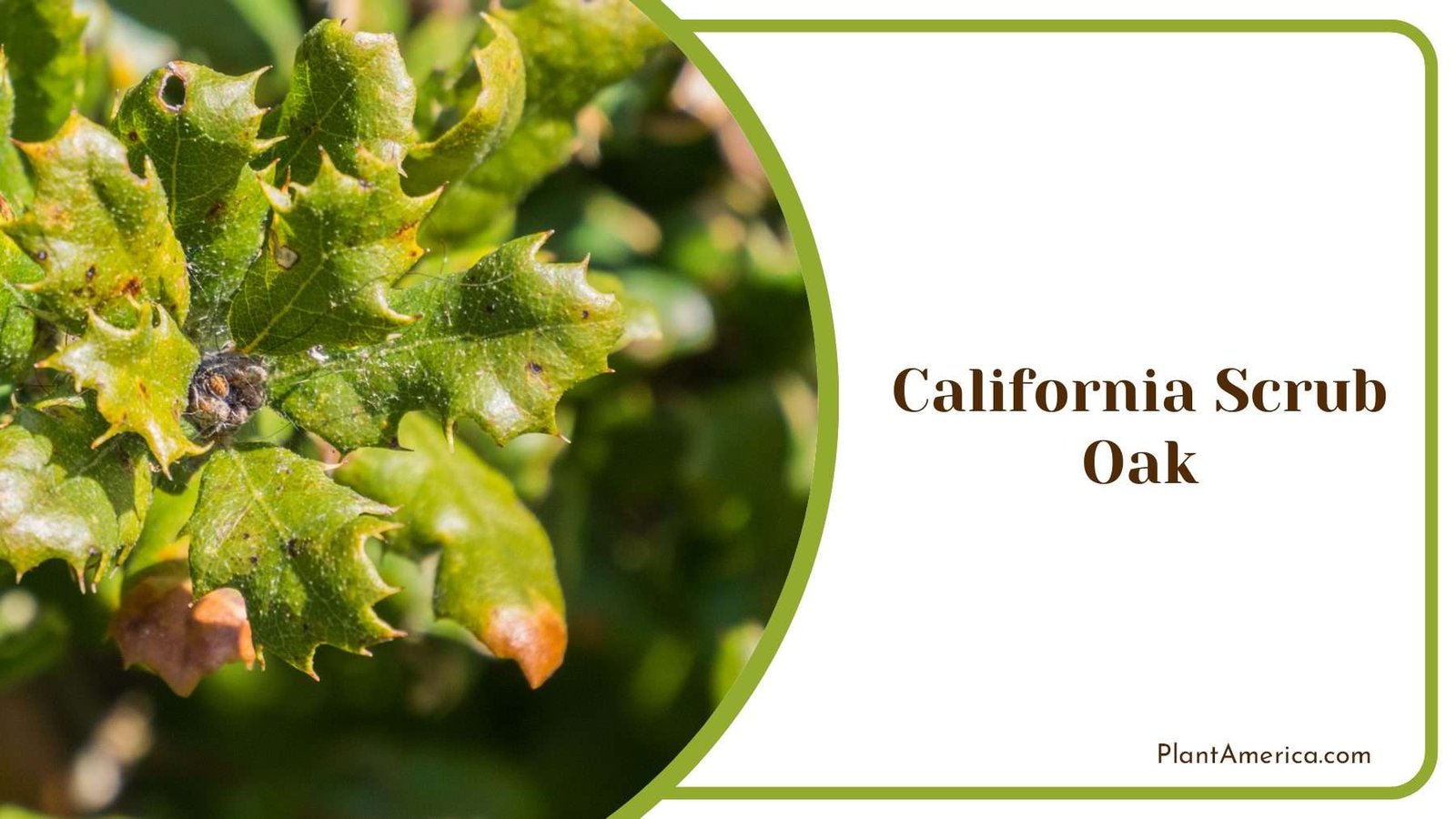 California Scrub Oak Plant America