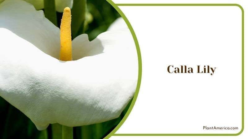 Calla Lily Also Known as Arum Lily Plant America