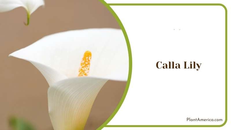 Calla Lily Blooming in Spring Plant America