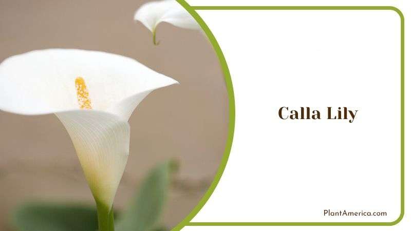 Calla Lily Plant America 1 Calla Lily Plant America 1