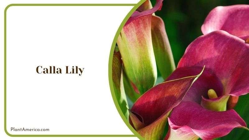 Calla Lily Plant America 2