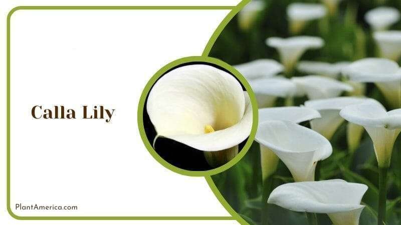 Calla Lily Plant America